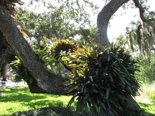 Тропический сад Орландо, штат Флорида, США